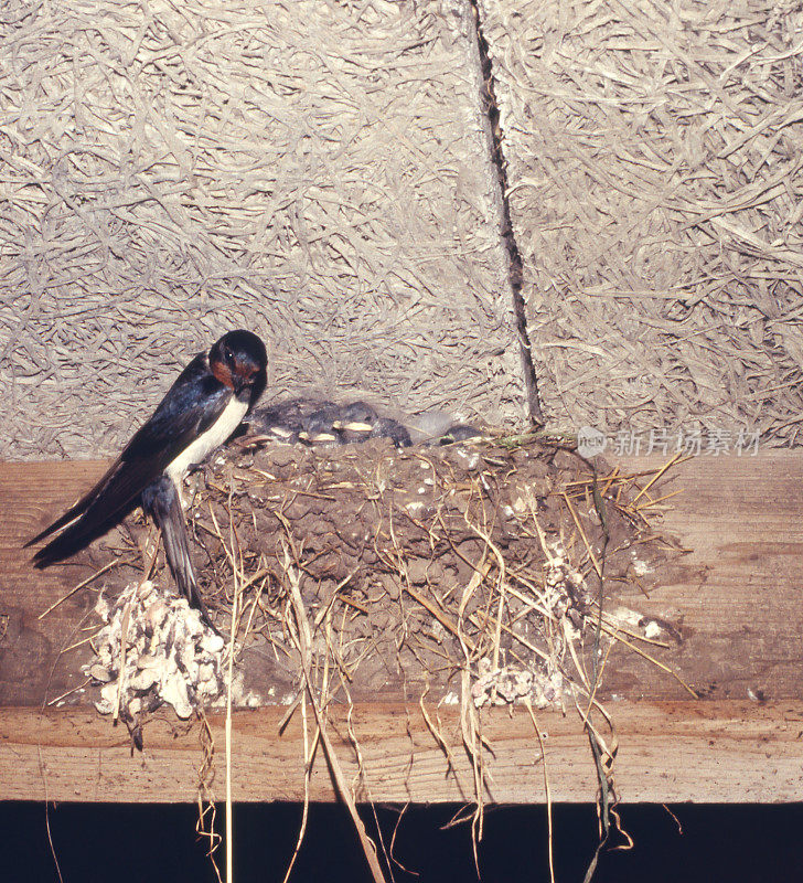 Barn Swallow (Hirundo rustica)的巢穴